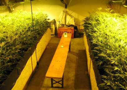 Eine der von der Polizei beschlagnahmten Cannabisplantagen