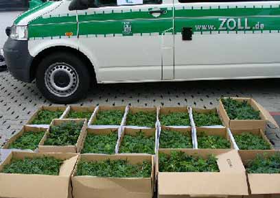 Zoll beschlagnahmt Cannabis-Stecklinge in Niedersachsen