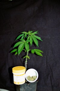 Cannabis als Medizin - Weiterhin kaum verfügbar!