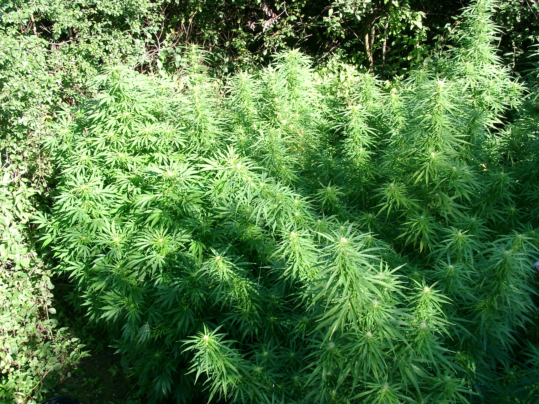 Niederländische Gemeinden erneuern Forderung nach Cannabis-Anbau