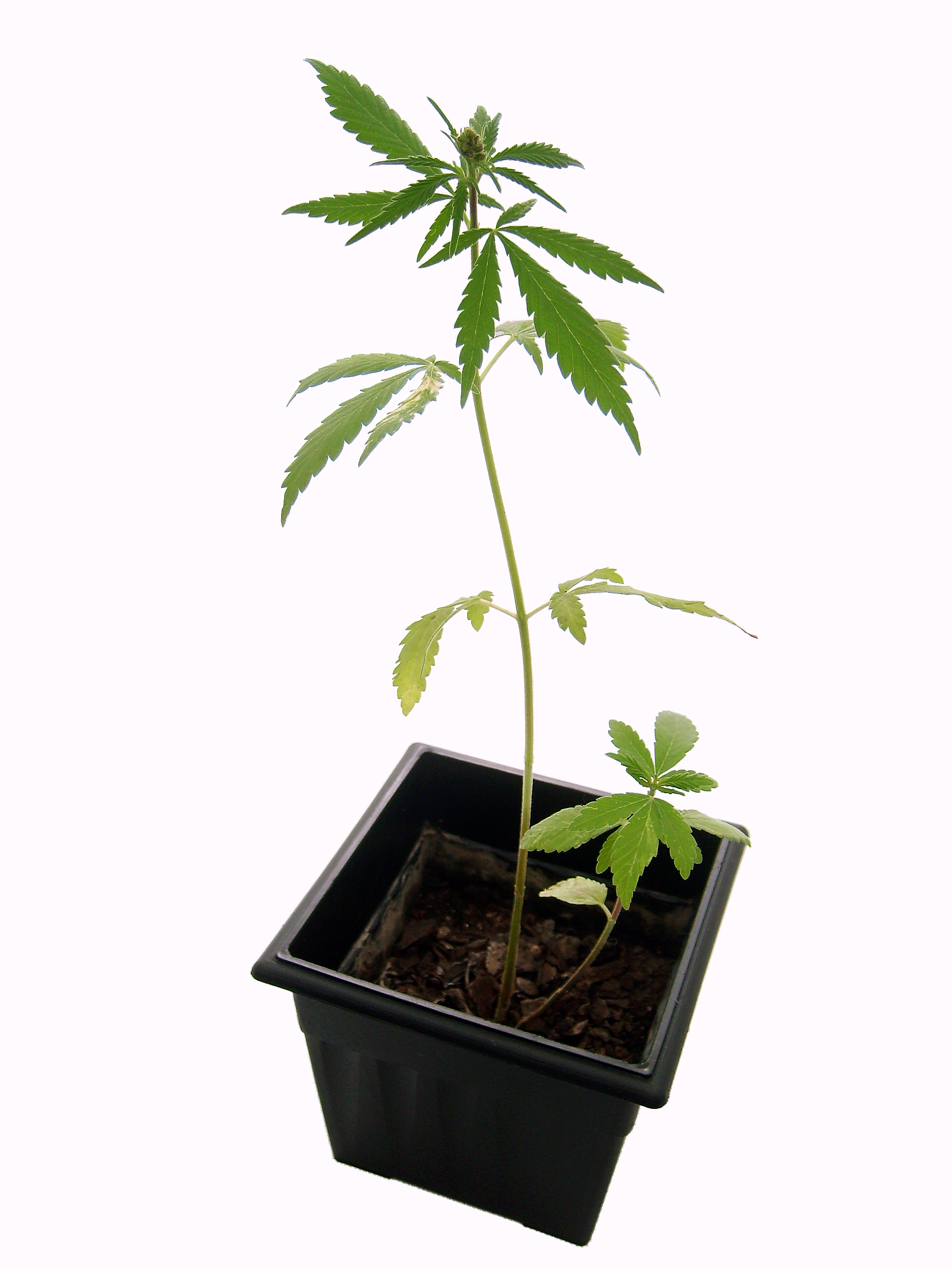 Bundesverwaltungsgericht treibt Cannabis als Medizin voran