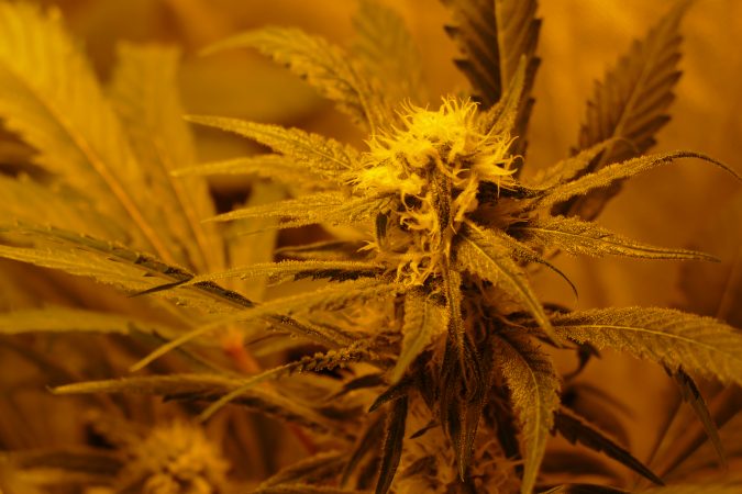 Marihuana Cannabis Blüte Woche4 unter NDL