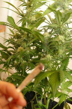 Hanf Marihuana Pflanze Blütewoche 4