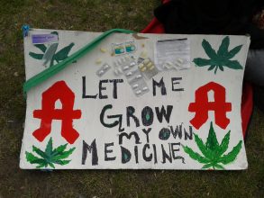 Verfahren wegen Cannabisanbau gegen Patienten eingestellt