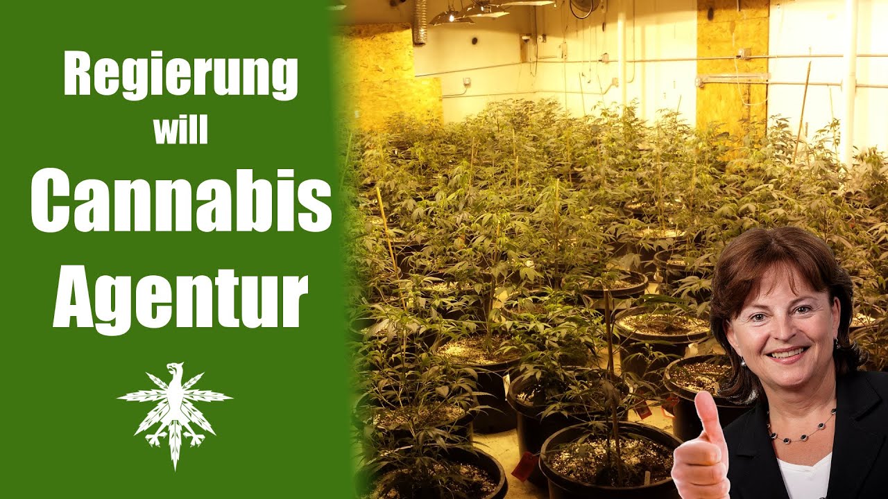 Cannabisagentur – Bundesregierung regelt medizinischen Cannabisanbau | DHV News #57