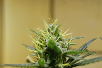 Kroatien importiert medizinische Cannabis-Kapseln aus Kanada