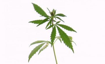 Hanfverband begrüßt längst überfälliges Gesetz zu Cannabis als Medizin