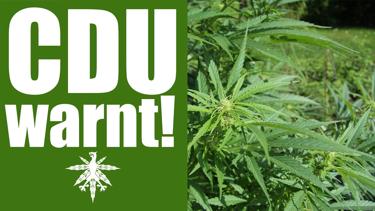 CDU warnt: Cannabislegalisierung droht! | DHV-Video-News #92