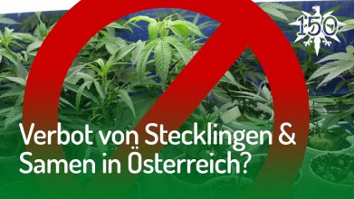 Verbot von Stecklingen in Österreich? | DHV-Video-News #150