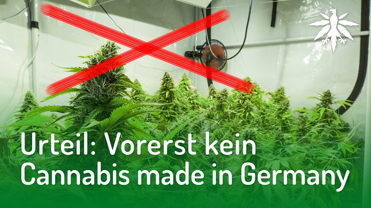 Urteil: Vorerst kein Cannabis made in Germany | DHV-Video-News #159