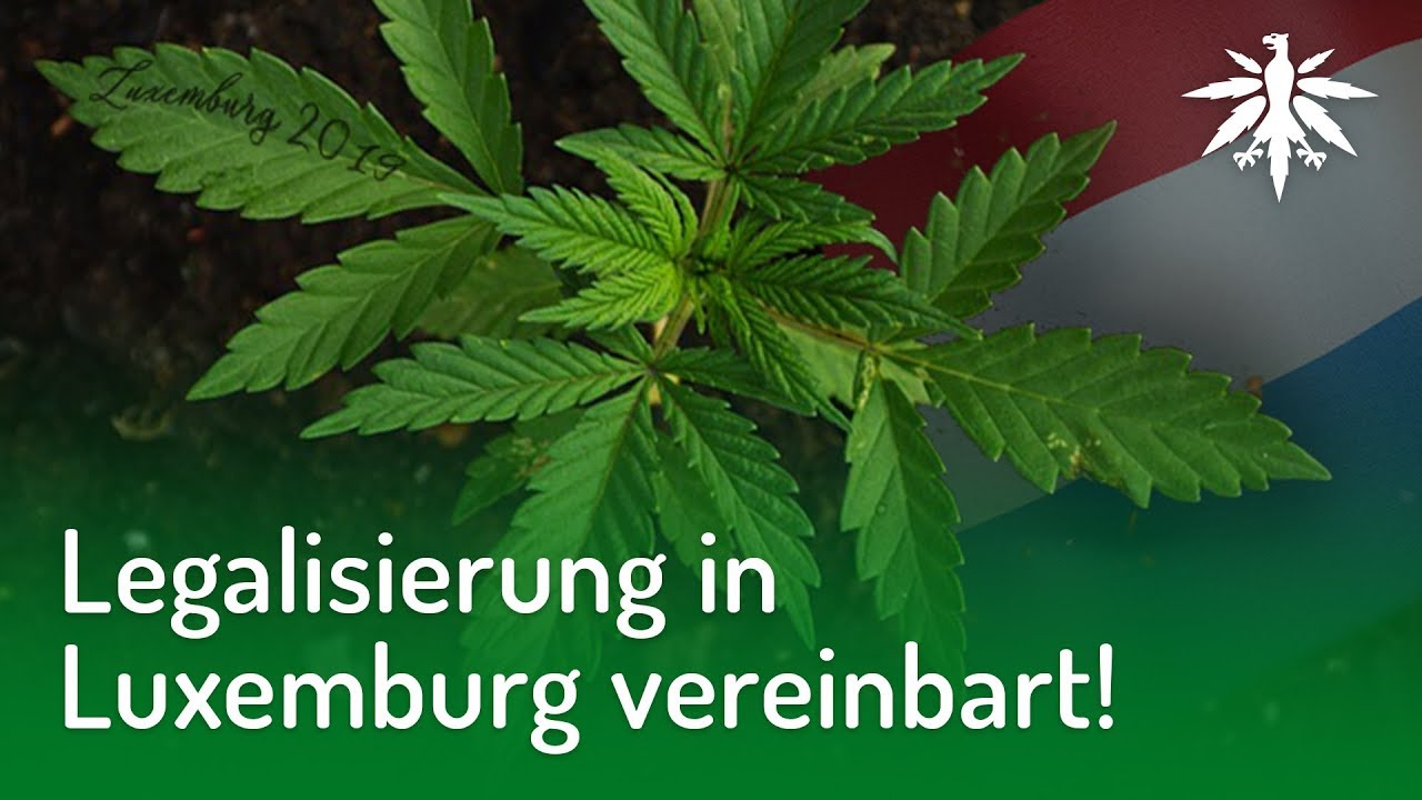 Legalisierung in Luxemburg vereinbart! | DHV-Video-News #186