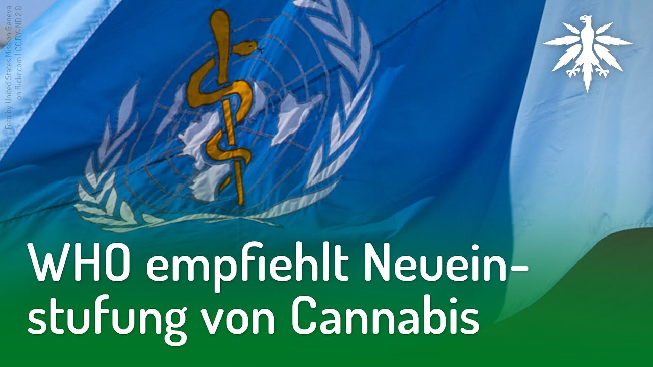 WHO empfiehlt Neueinstufung von Cannabis | DHV-Video-News #194