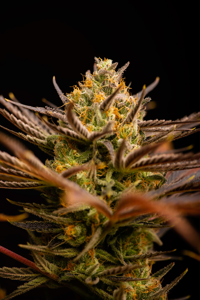 Medizinisches Cannabis auf dem Abstellgleis – Wieso eine Exportnation importieren muss