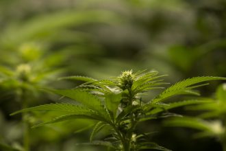 Zahl der mündigen Cannabiskonsumenten verzeichnet Rekordhoch