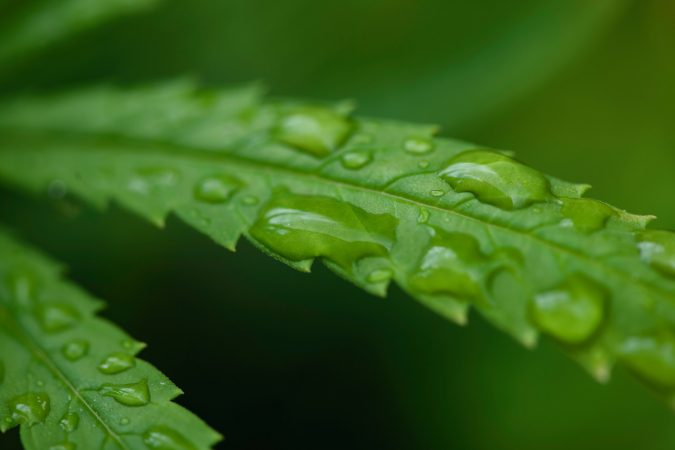 rain_drops_leaf-2