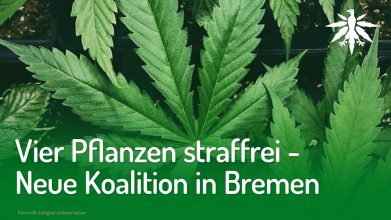 Vier Pflanzen straffrei – Neue Koalition in Bremen | DHV-Video-News #211