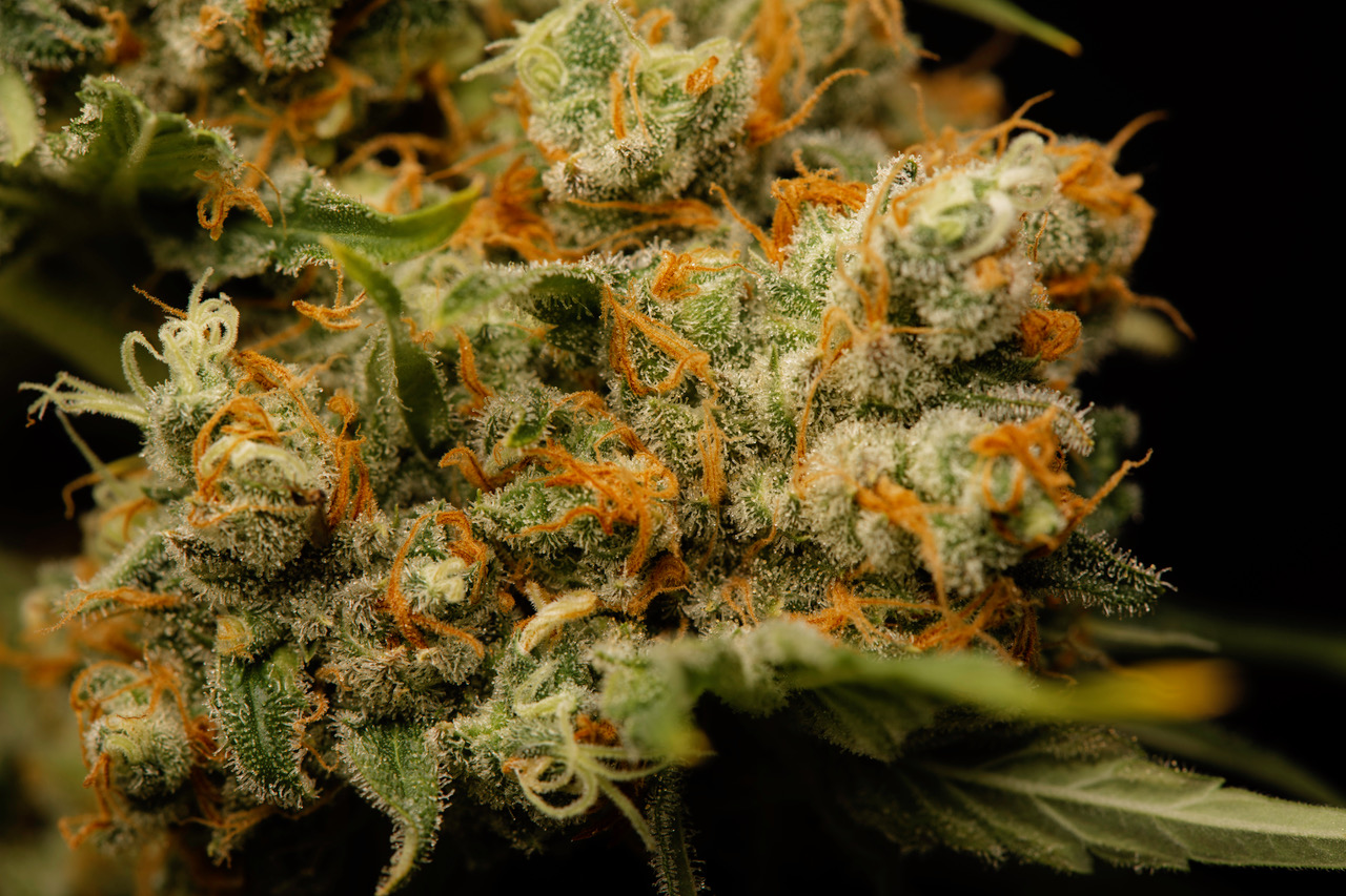 Neue Studie: Cannabis-Regulierung vermeidet problematische Konsummuster