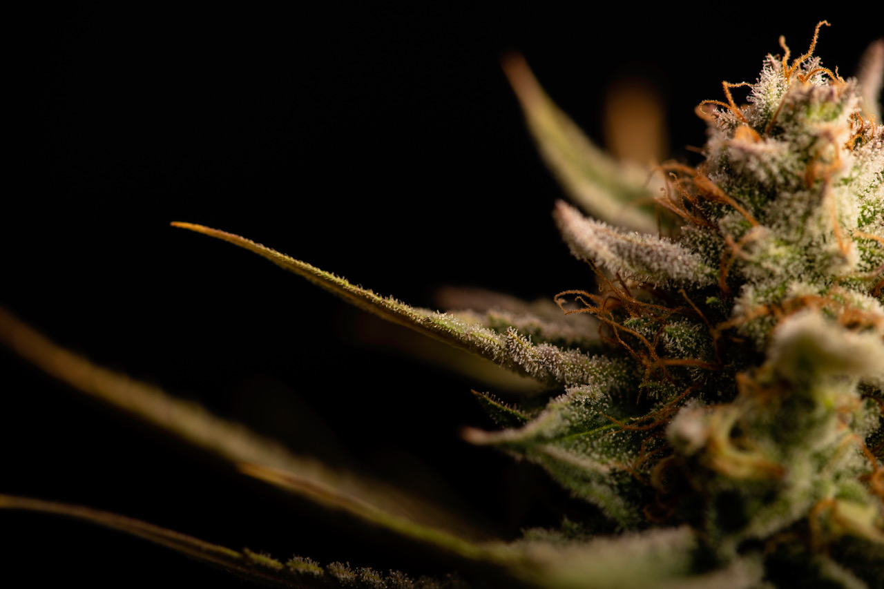 “Turbo-Cannabis” – Eine Einordnung