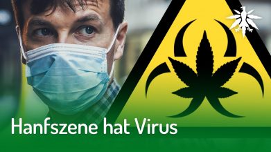Hanfszene hat Virus | DHV-Video-News #240