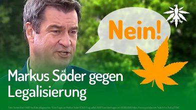 Markus Söder gegen Legalisierung | DHV-Video-News #259