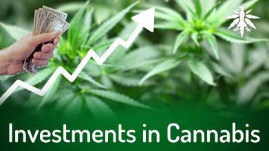 Investments in Cannabis | DHV-Video-News #286