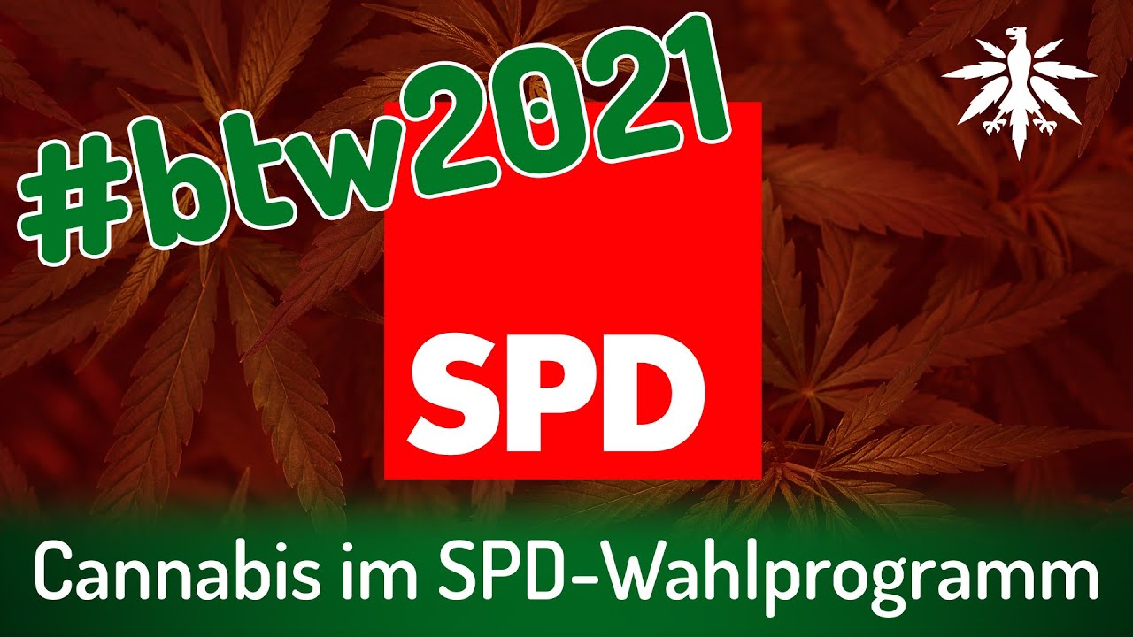 Cannabis im SPD-Wahlprogramm | DHV-Video-News #293