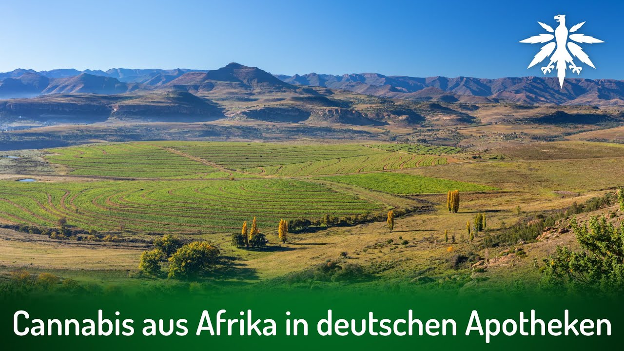 Cannabis aus Afrika in deutschen Apotheken | DHV-Video-News #302
