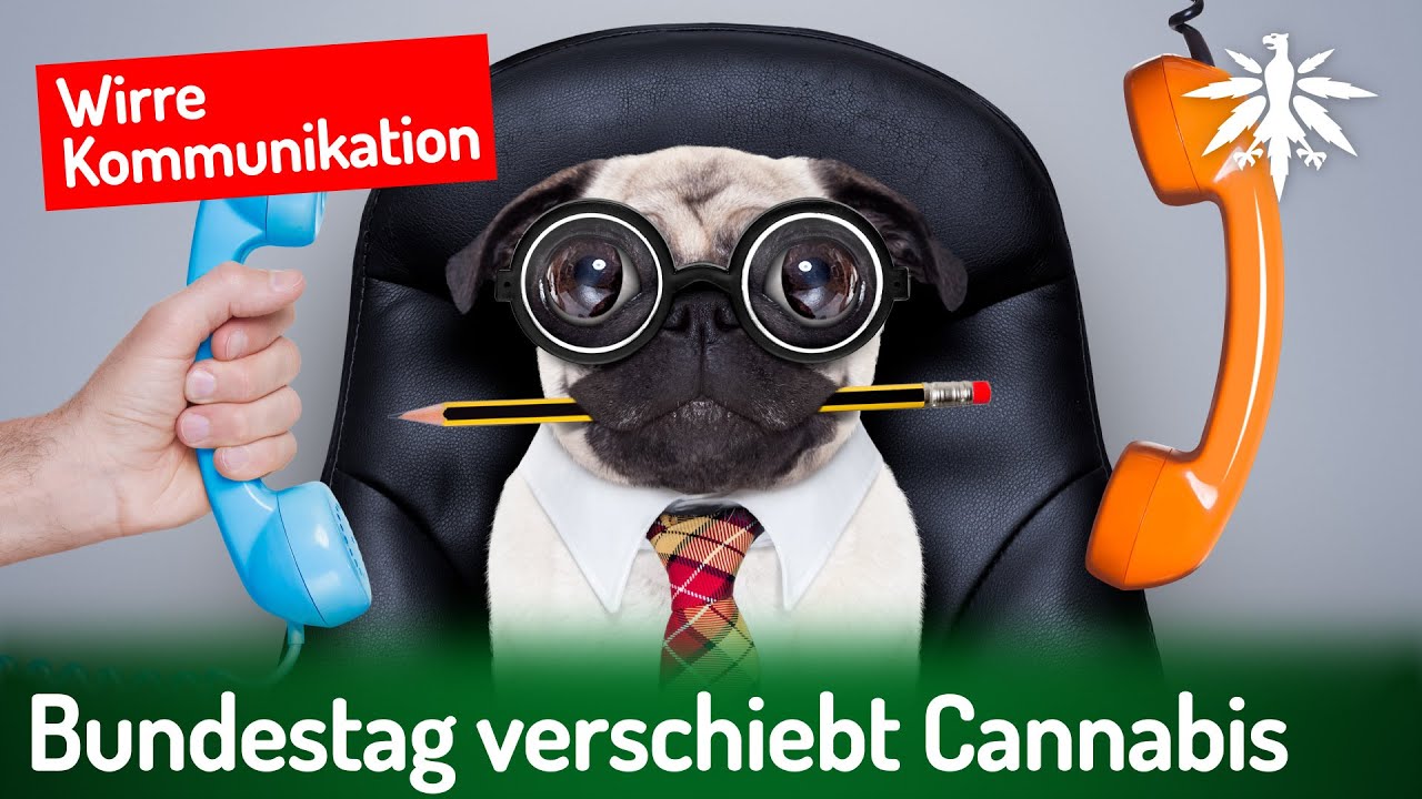 Bundestag verschiebt Cannabis | DHV-Video-News #397
