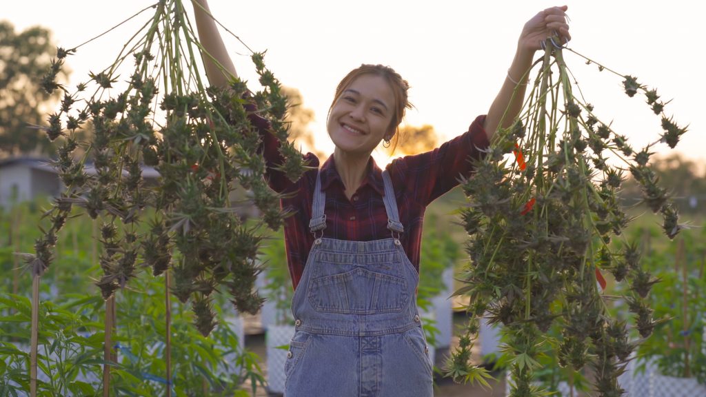 Eine Frau steht in einem Hanffeld und hält zwei geerntete Cannabispflanzen in ihren Händen.