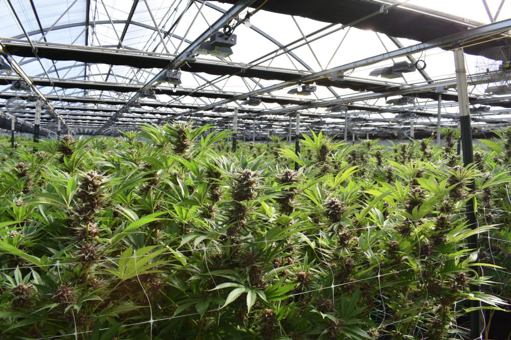 Ein Gewächshaus mit vielen reifen Cannabispflanzen.