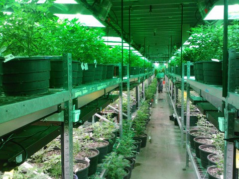 Foto einer großen Indoorplantage.