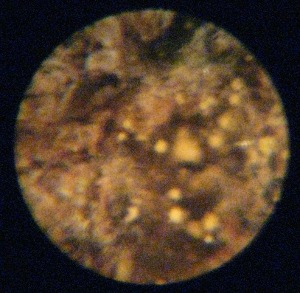 Verschimmeltes Marihuana unter dem Mikroskop 30x vergrößert