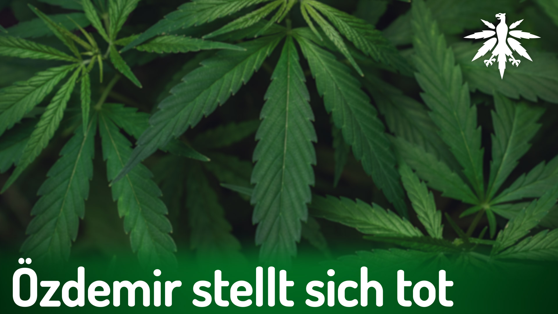 Özdemir stellt sich tot | DHV-News # 440