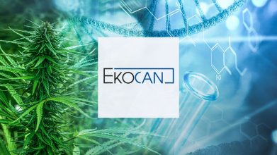 Der erste Zwischenbericht zur Evaluation des CanG: Entwicklung des Cannabismarktes