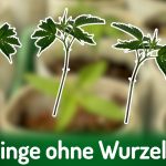 Deutscher Hanfverband News