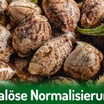 Deutscher Hanfverband News