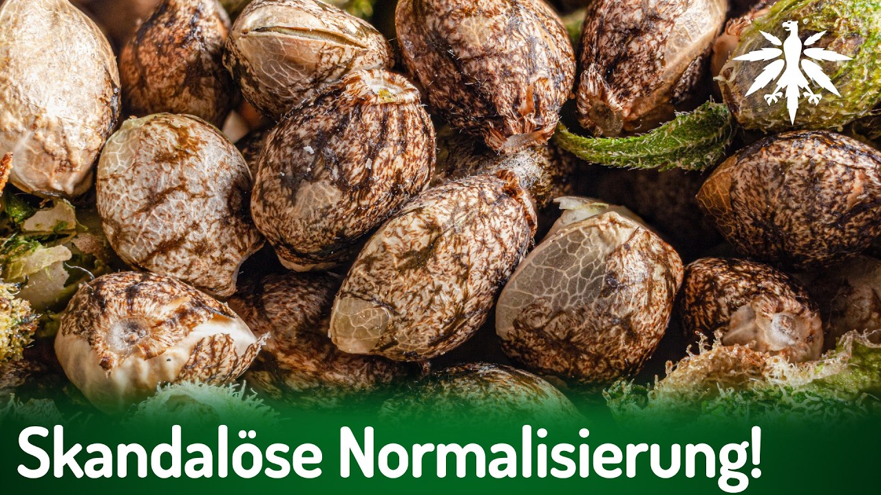 Samen bei Netto: skandalöse Normalisierung! | DHV-News # 501