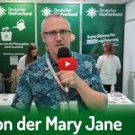 Deutscher Hanfverband News