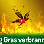 Deutscher Hanfverband News