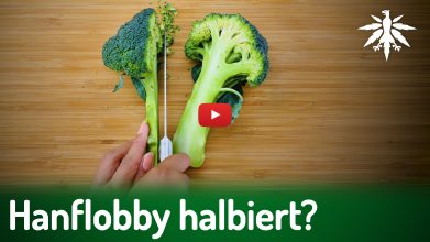 Hanflobby halbiert? DHV-Förderer verschwunden! | DHV-News # 527
